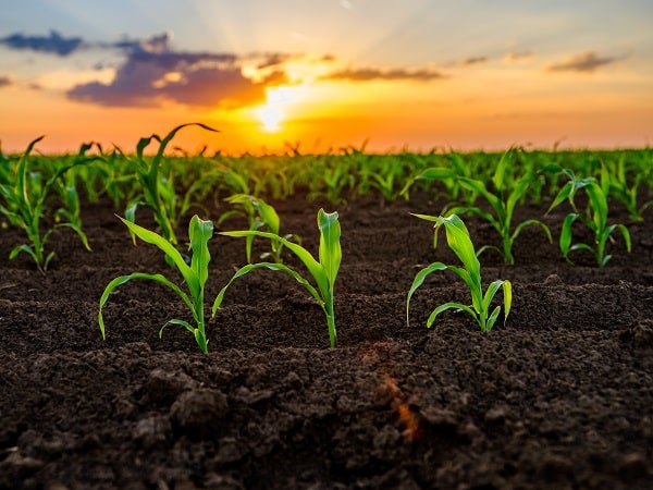 Empresas agrícolas e relação com o mercado de créditos de carbono