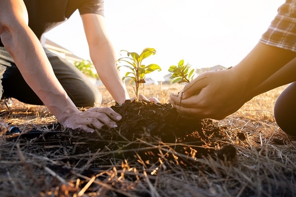 Reflorestamento, ação de Projeto para gerar Créditos de Carbono